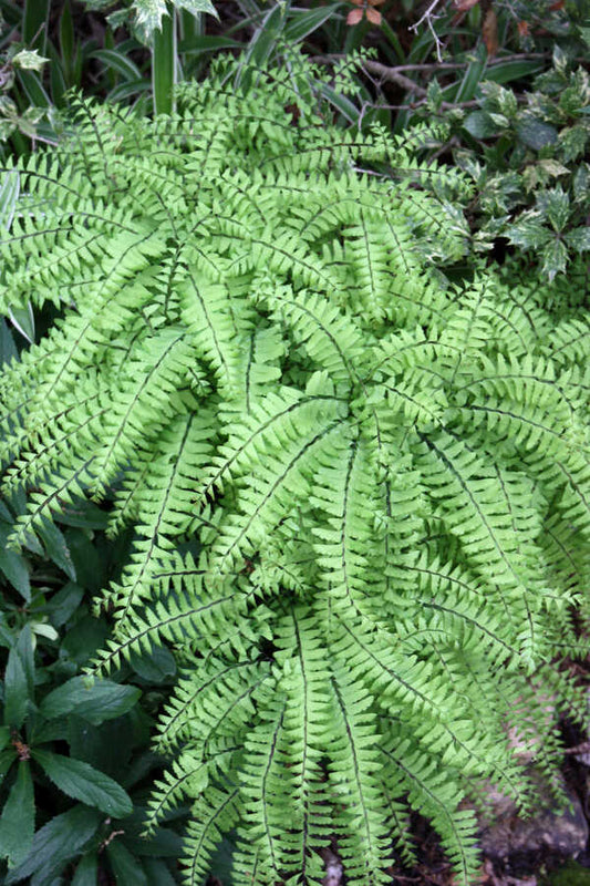 Image of Adiantum pedatum taken at Juniper Level Botanic Gdn, NC by JLBG