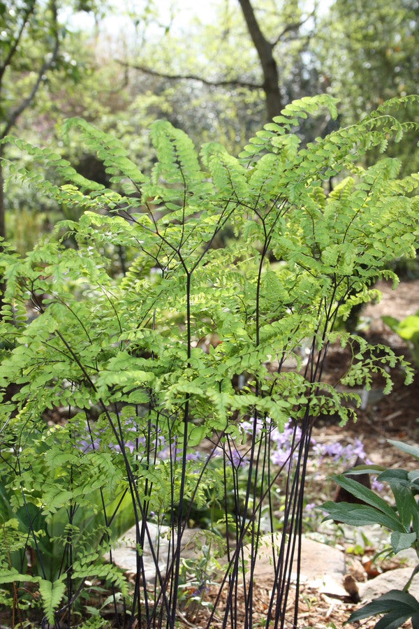 Image of Adiantum pedatum taken at Juniper Level Botanic Gdn, NC by JLBG