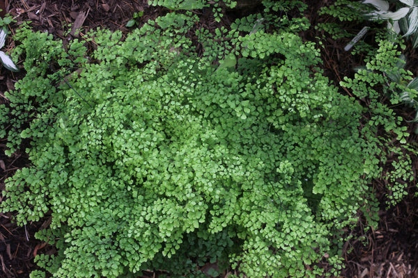Image of Adiantum raddianum 'Barberton' taken at Juniper Level Botanic Gdn, NC by JLBG