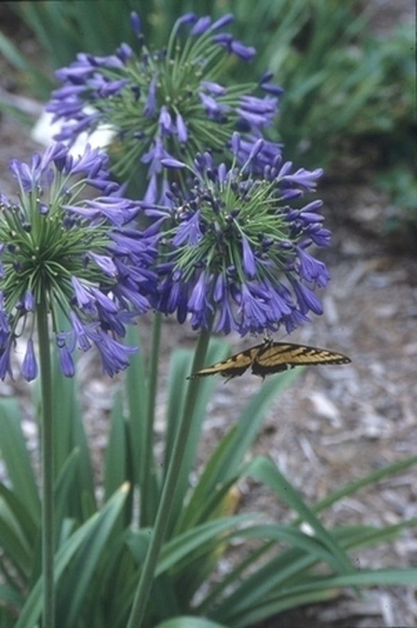Image of Agapanthus 'Ellamae' taken at Juniper Level Botanic Gdn, NC by JLBG