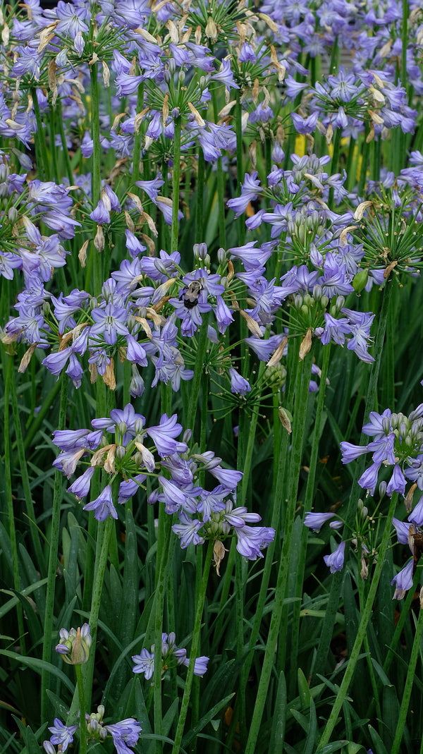 Image of Agapanthus 'Prolific Blue' taken at Juniper Level Botanic Gdn, NC by JLBG