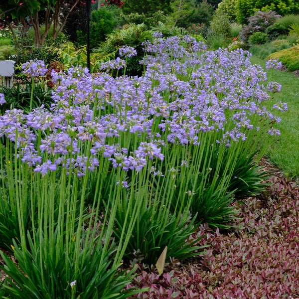 purple blue lily flower Agapanthus 'Prolific Blue'