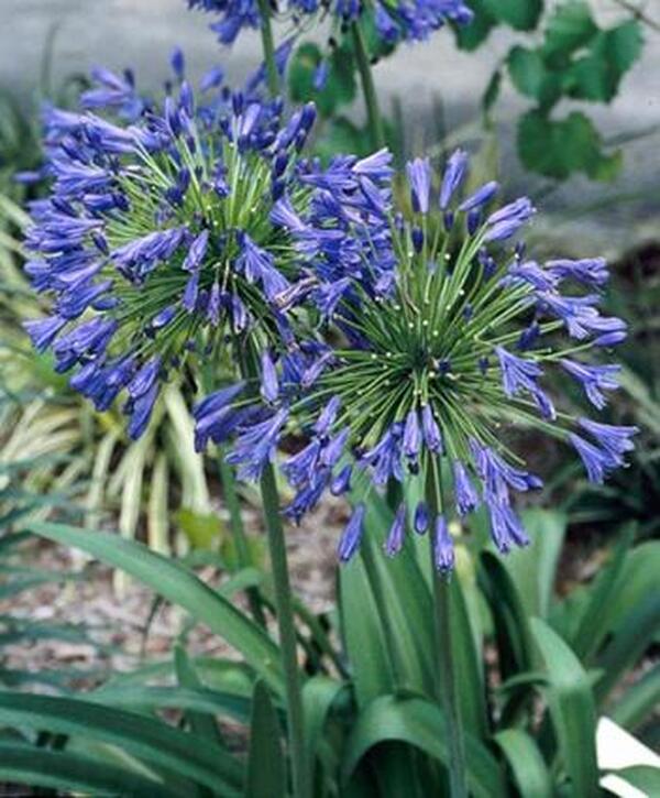 Image of Agapanthus 'Stevie's Wonder' taken at Juniper Level Botanic Gdn, NC by JLBG