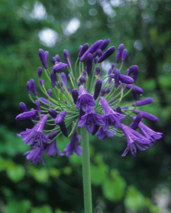Image of Agapanthus 'Storm Cloud' taken at Juniper Level Botanic Gdn, NC by JLBG
