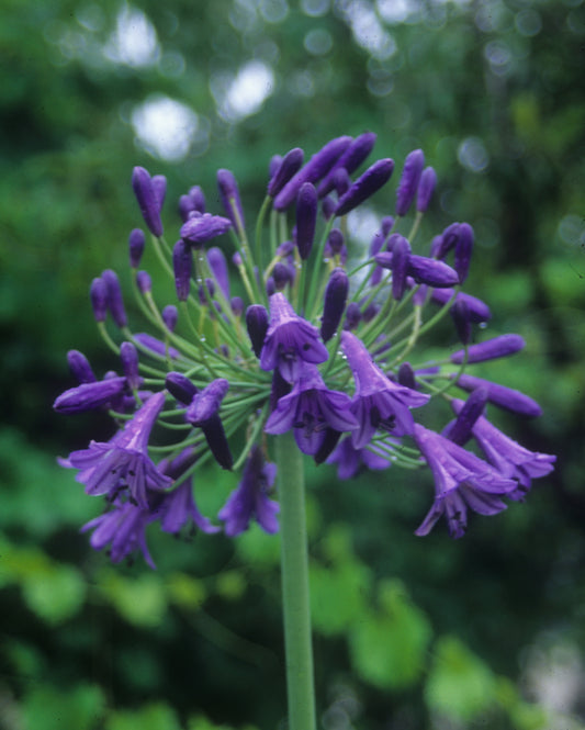 Image of Agapanthus 'Storm Cloud' taken at Juniper Level Botanic Gdn, NC by JLBG