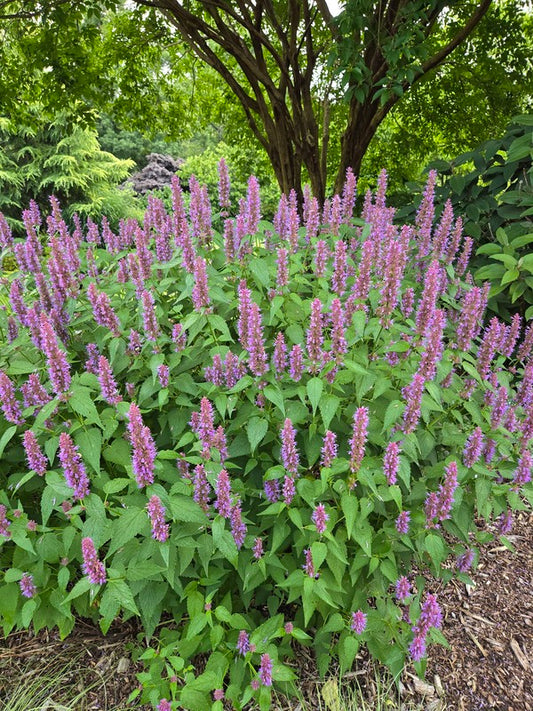 Image of Agastache 'Beelicious Purple' PP 30,614 taken at Juniper Level Botanic Gdn, NC by JLBG