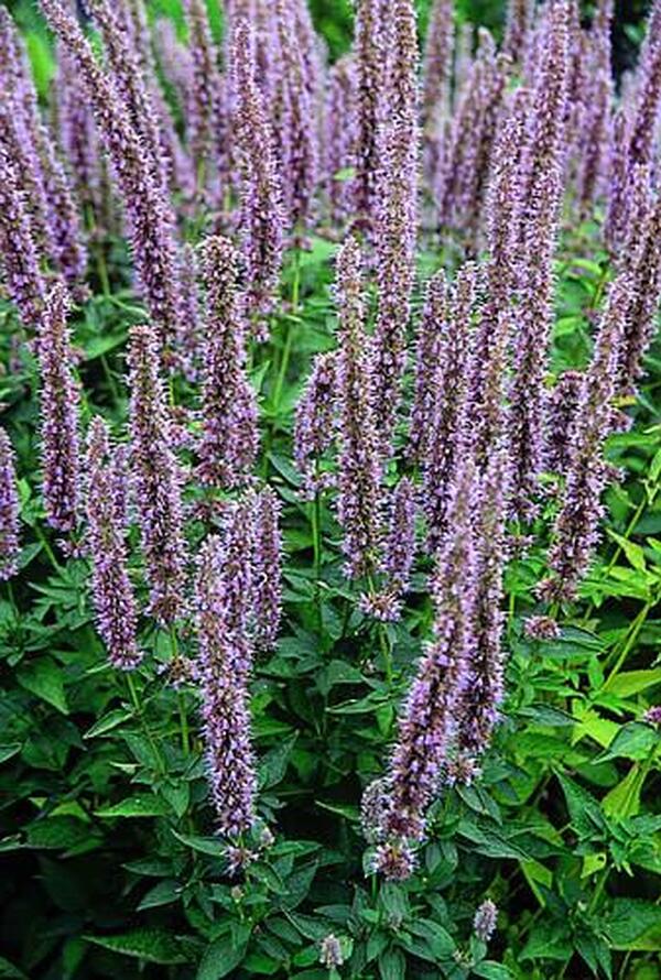 Image of Agastache 'Blue Fortune' taken at Juniper Level Botanic Gdn, NC by JLBG