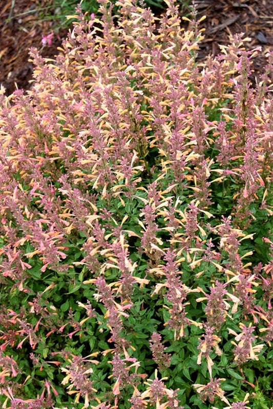 Image of Agastache 'Peachie Keen' PP 25,886 taken at Juniper Level Botanic Gdn, NC by JLBG