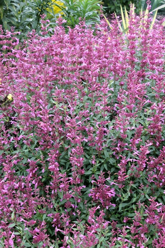 Image of Agastache 'Rosie Posie' PP 25,857 taken at Juniper Level Botanic Gdn, NC by JLBG