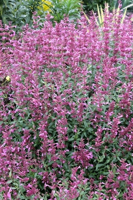 Image of Agastache 'Rosie Posie' PP 25,857 taken at Juniper Level Botanic Gdn, NC by JLBG