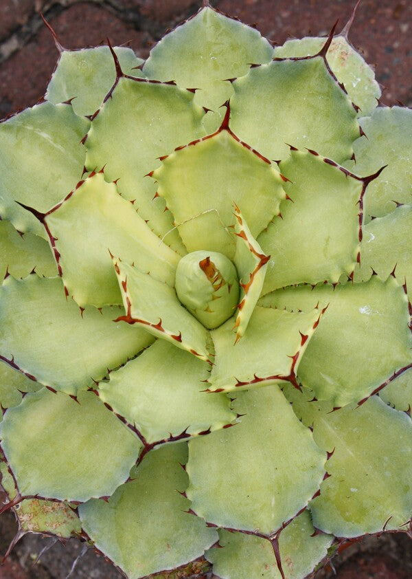 Agave Bleached Blonde | Bleached Blonde Century Plant - PDN