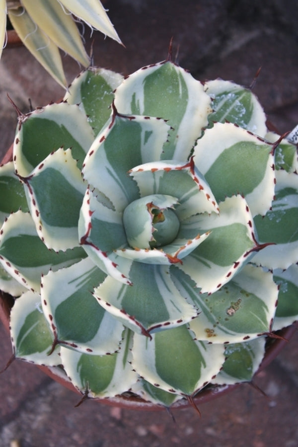 Image of Agave 'Desert Diamond' PP 26,384 taken at Juniper Level Botanic Gdn, NC by JLBG