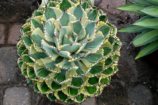 Image of Agave 'Desert Diamond' PP 26,384 taken at Juniper Level Botanic Gdn, NC