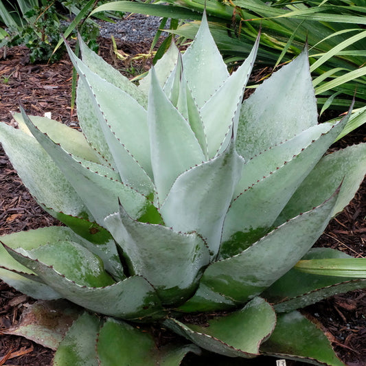 Image of Agave 'Desert Love' taken at Juniper Level Botanic Gdn, NC by JLBG