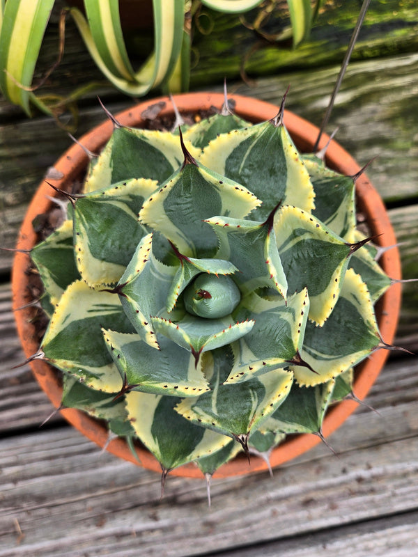 agave desert diamond Agave Good Morning
