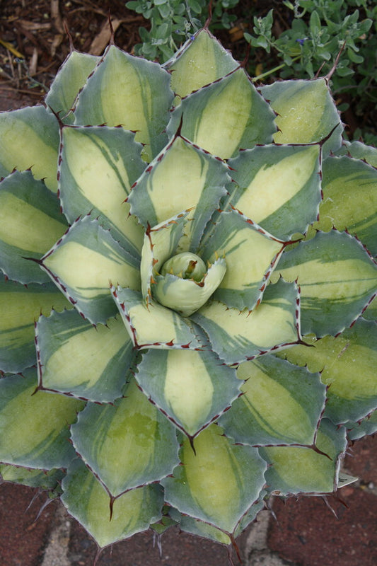 Image of Agave 'Kissho Kan Nishiki' taken at Juniper Level Botanic Gdn, NC by JLBG