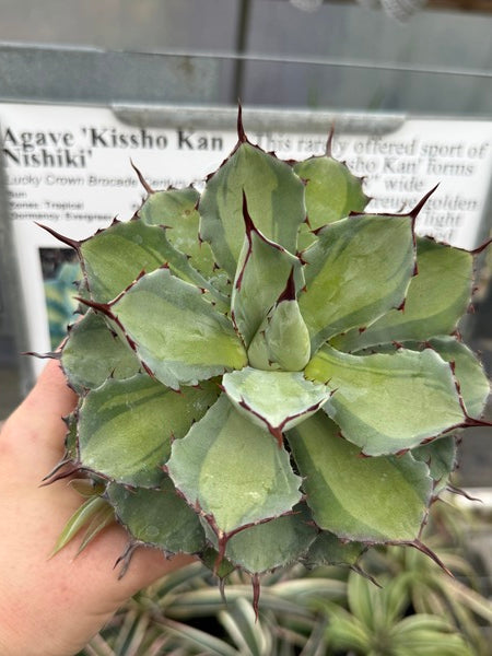 Image of Agave 'Kissho Kan Nishiki'