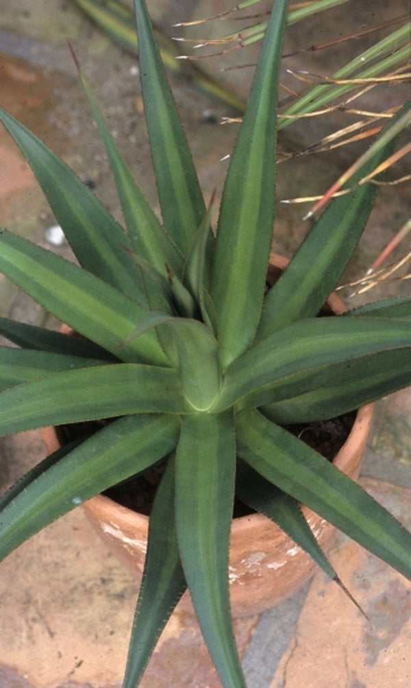 Image of Agave 'Mateo' taken at San Marcos Growers, CA