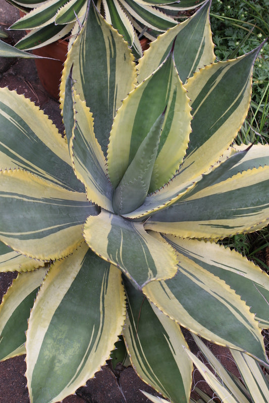 Image of Agave 'Ripple Effect' PP 30,281 taken at Juniper Level Botanic Gdn, NC