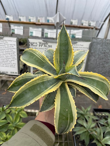 Image of Agave 'Ripple Effect' PP 30,281