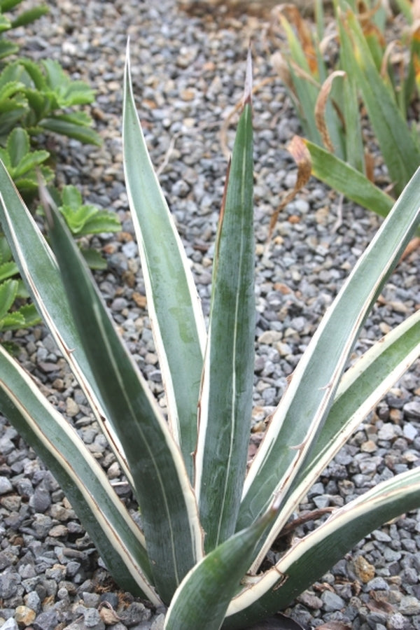 Image of Agave albomarginata 'Hakuro Shiro Fukurin' taken at Juniper Level Botanic Gdn, NC by JLBG