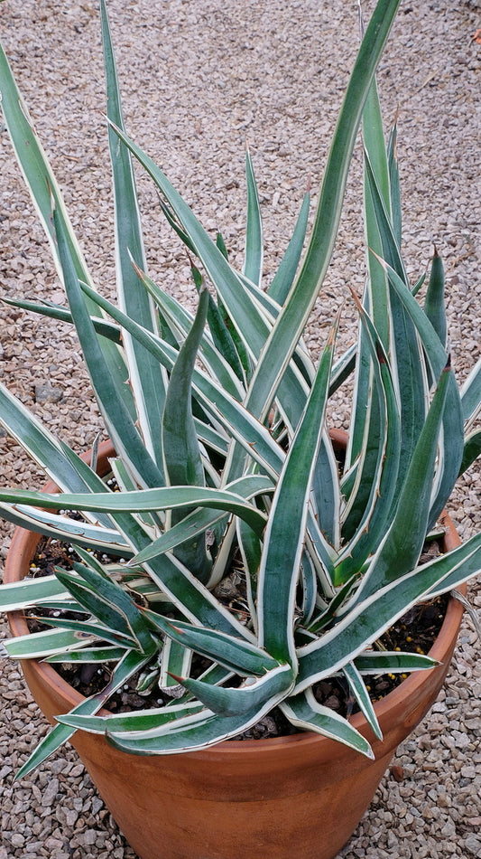 Image of Agave albomarginata 'Hakuro Shiro Fukurin' taken at Juniper Level Botanic Gdn, NC by JLBG