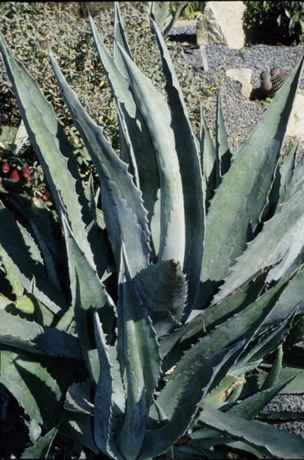Image of Agave americana 'Junction' taken at Juniper Level Botanic Gdn, NC by JLBG