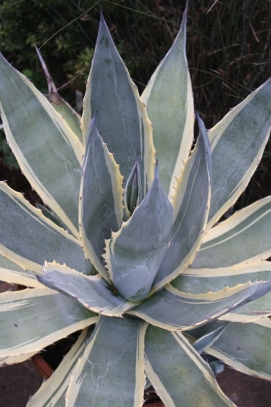 Image of Agave americana 'Marshmallow Cream' taken at Juniper Level Botanic Gdn, NC by JLBG