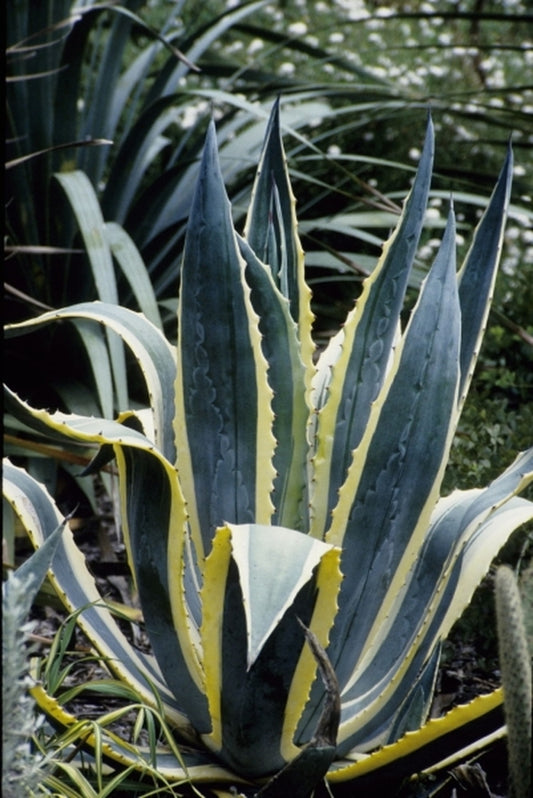 Image of Agave americana 'Opal' taken at Juniper Level Botanic Gdn, NC by JLBG