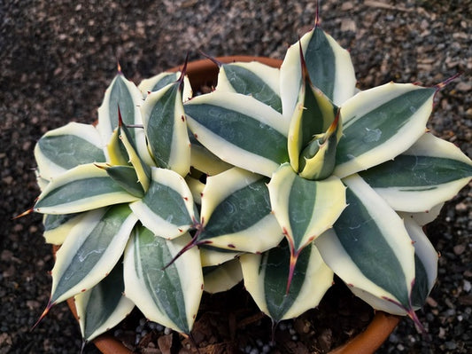 Image of Agave applanata 'Butter Cream' taken at Juniper Level Botanic Gdn, NC by JLBG