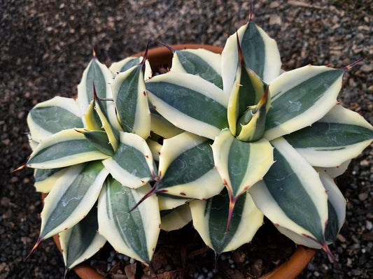 Image of Agave applanata 'Butter Cream' taken at Juniper Level Botanic Gdn, NC by JLBG
