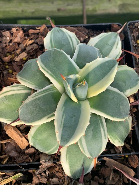 Image of Agave applanata 'Cream Spike' taken at Juniper Level Botanic Gdn, NC by C. Hardison