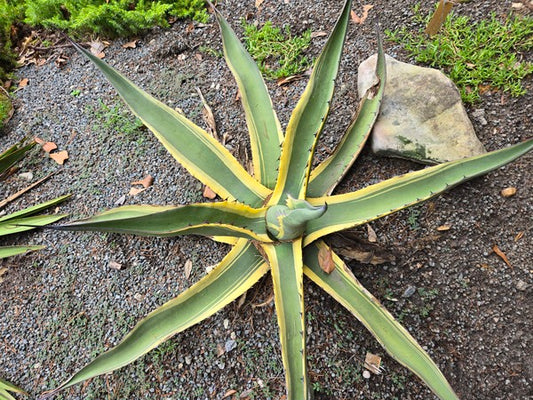 Image of Agave asperrima ssp. maderensis 'Grand Duke' taken at Juniper Level Botanic Gdn, NC by JLBG