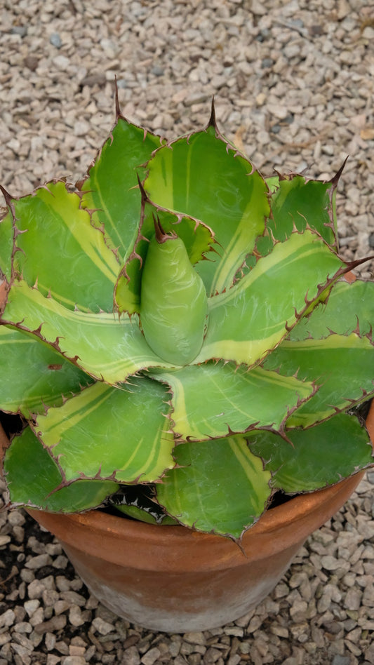 Image of Agave bovicornuta 'Divine Bovine' taken at Juniper Level Botanic Gdn, NC by JLBG