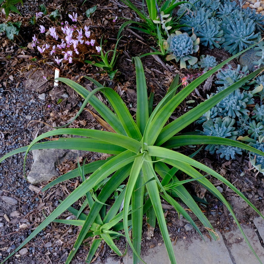 Image of Agave bracteosa 'Daddy Longlegs' taken at Juniper Level Botanic Gdn, NC by JLBG