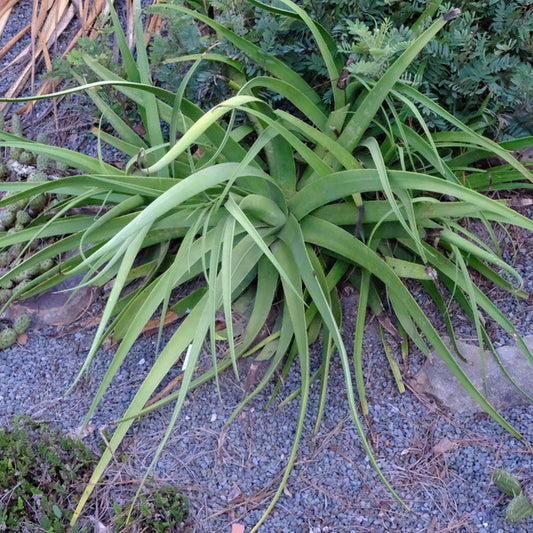 Image of Agave bracteosa 'Octopussy' taken at Juniper Level Botanic Gdn, NC by JLBG