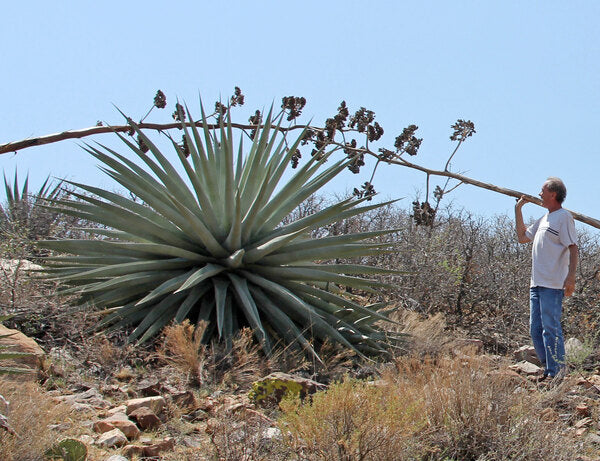 Image of Agave chrysantha 'Pinal Giants' taken at Pinal Mts, AZ by R. Parker in situ