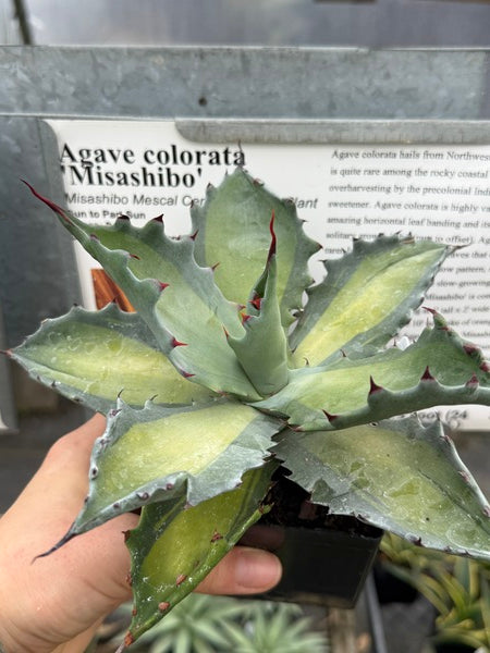 Image of Agave colorata 'Misashibo'