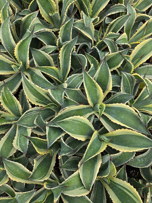 Image of Agave cupreata 'Border Crossing' taken at Juniper Level Botanic Gdn, NC by JLBG