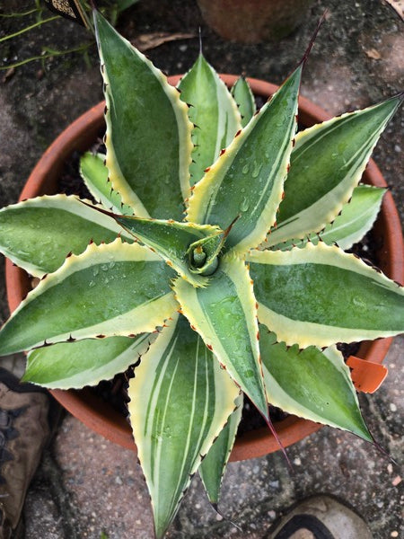 Image of Agave cupreata 'Border Crossing' taken at Juniper Level Botanic Garden, NC by JLBG