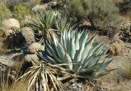 Image of Agave deserti ssp. deserti San Jacinto Mts, CA IB123 taken at in situ San Jacinto Mtns, CA by I. Barclay