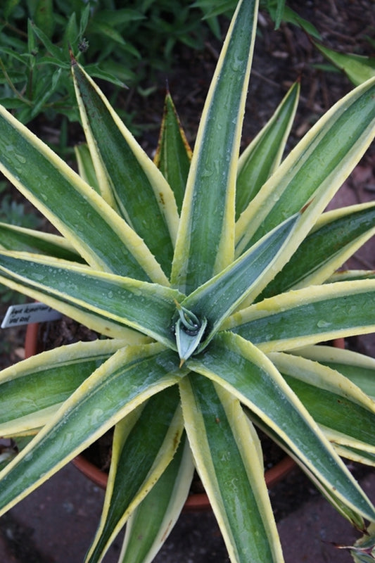 Image of Agave desmettiana 'Desert Sunset' taken at Juniper Level Botanic Gdn, NC by JLBG