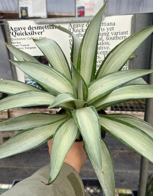Image of Agave desmettiana 'Quicksilver'