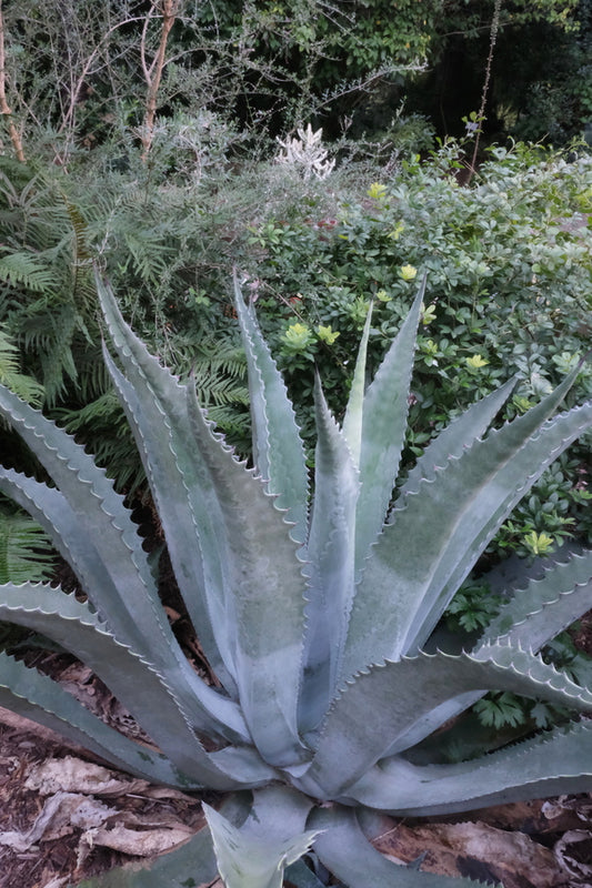 Image of Agave x flexiferox 'Megalodon' taken at Juniper Level Botanic Gdn, NC by JLBG