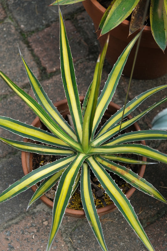 Image of Agave funkiana 'Olympic Gold' taken at Juniper Level Botanic Gdn, NC by JLBG