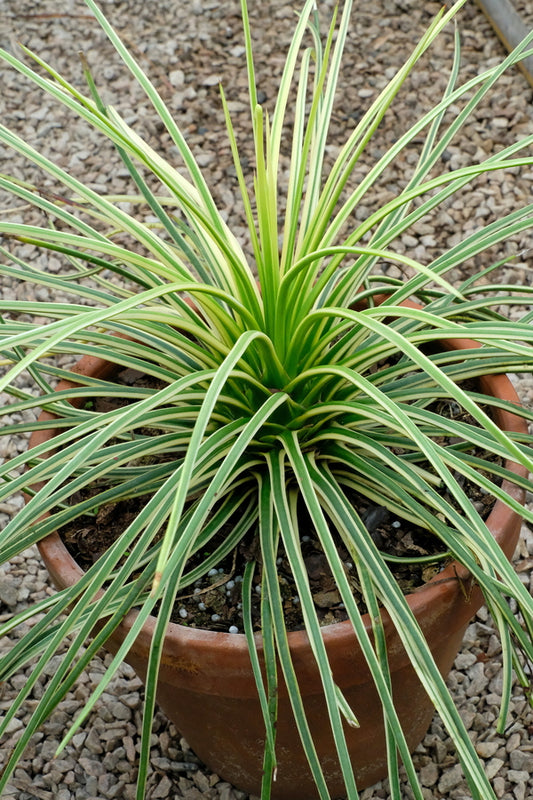 Image of Agave geminiflora 'Leaping Lizards' taken at Juniper Level Botanic Gdn, NC by JLBG