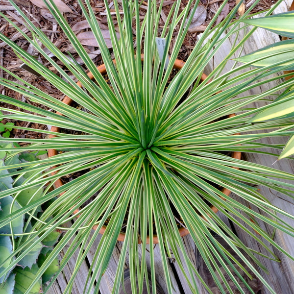 Image of Agave geminiflora 'Leaping Lizards' taken at Juniper Level Botanic Gdn, NC by JLBG