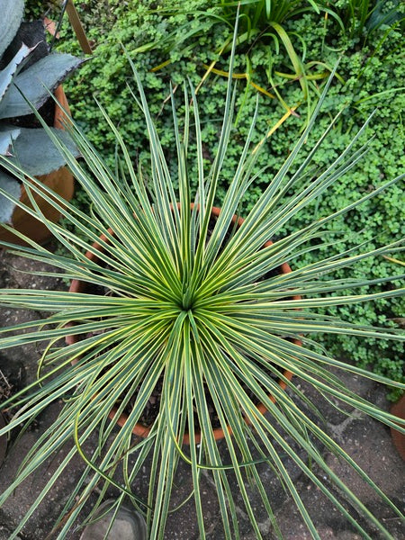 Image of Agave geminiflora 'Leaping Lizards' taken at Juniper Level Botanic Gdn, NC by JLBG