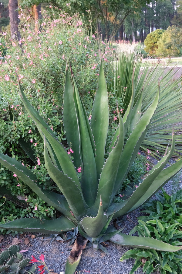 Image of Agave gentryi 'Uptight' taken at Juniper Level Botanic Gdn, NC by JLBG