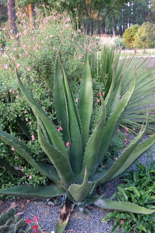 Image of Agave gentryi 'Uptight' taken at Juniper Level Botanic Gdn, NC by JLBG